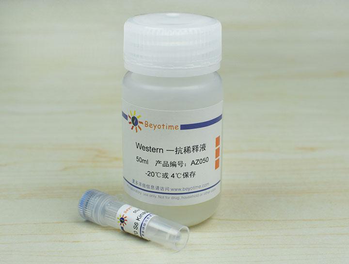 p70 S6 Kinase β Rabbit Polyclonal Antibody